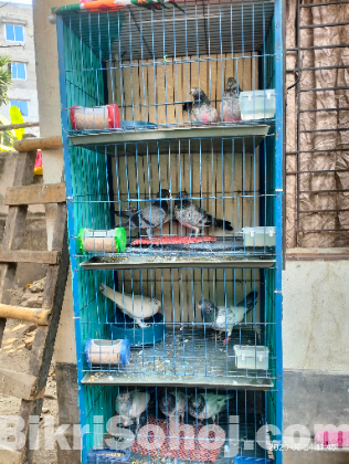 কবুতর